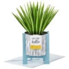Hallmark Spider Plant Keep Growing 3D Pop-Up Hello Card -Toy Store 0799WDR1201 1